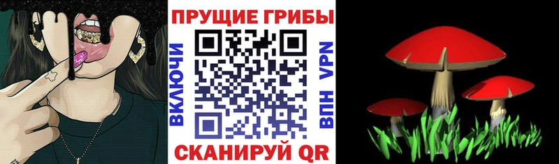 Галлюциногенные грибы Psilocybine cubensis  Барабинск 